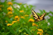 IIP Online Student Photography